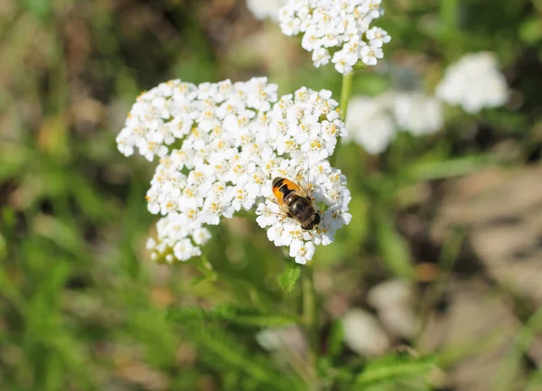 Close Photo Hoverfly Feeding Bloom Ground Elder — Stock Photo, Image