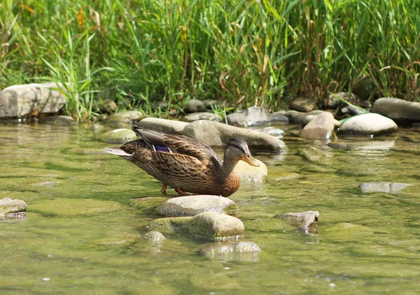 Stockente Auf Den Steinen Flachen Fluss — Stockfoto