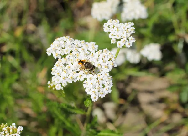 Close Photo Hoverfly Feeding Bloom Ground Elder — Stock Photo, Image