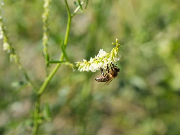 Close Photo Bee Feeding White Blooms Vetch — Stock Photo, Image