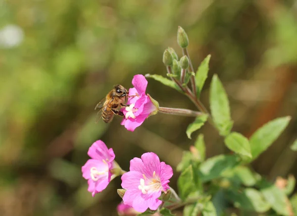 Close Photo Bee Feeding Itself Purple Bloom — Stock Photo, Image
