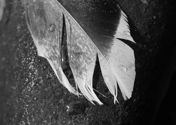 黑色和白色的羽毛的部分与水滴的闭合的照片 — 图库照片