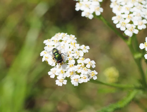 Close Photo Fly Sitting White Blooms Ground Elder Aegopodium Podagraria — Stock Photo, Image