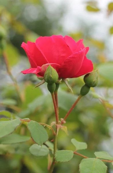 Crimson Bloom Rose Two Buds — Stock Photo, Image