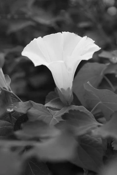 Fekete Fehér Fénykép Fehér Virág Mezei Szulák — Stock Fotó
