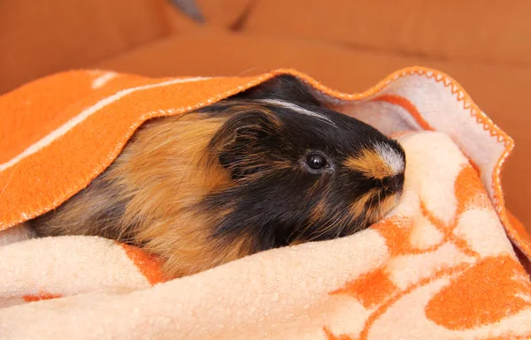 かわいい黒と生姜ギニア豚オレンジと白の毛布でリラックス — ストック写真