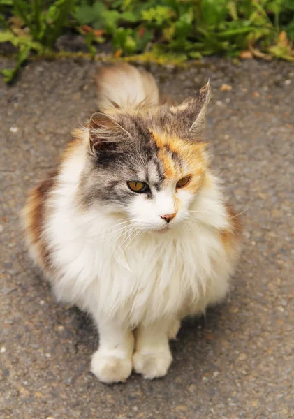 Carino Soffice Gatto Tricolore Seduto All Aperto — Foto Stock