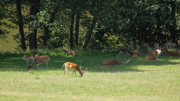 Beslag Van Damherten Liegen Geweid Aan Rand Van Bos — Stockfoto