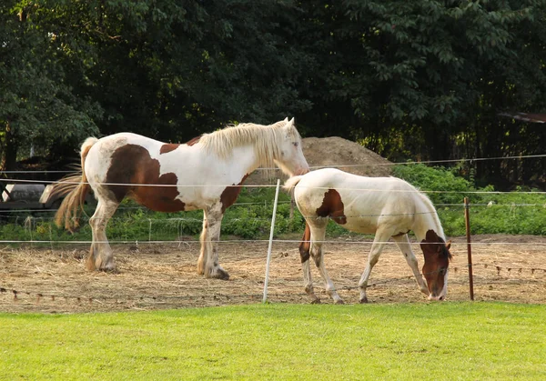 Cokelat Dan Putih Foal Dengan Ibunya Kandang Luar — Stok Foto