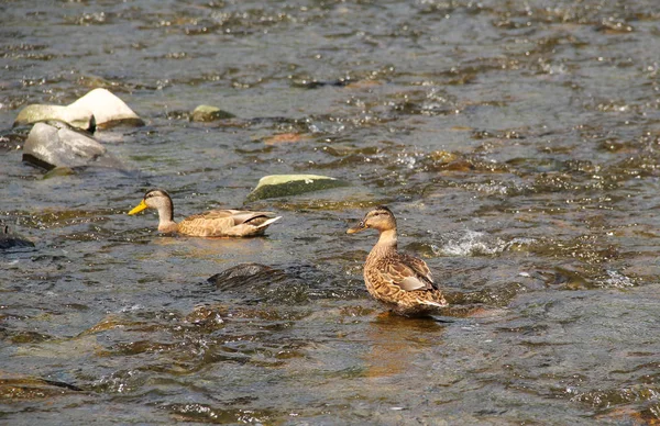 Zwei Stockenten Flachen Fluss — Stockfoto