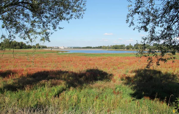 Kleurrijke Planten Bank Geopenbaarde Onderkant Voor Het Drogen Van Dam — Stockfoto