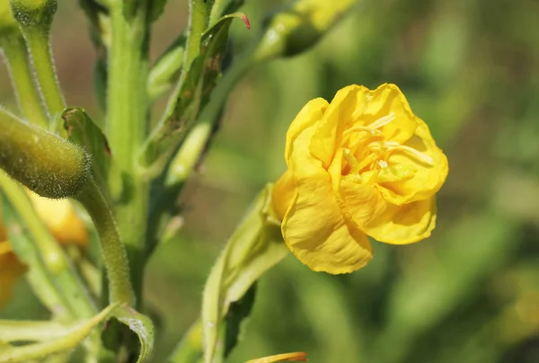 Zárja Sárga Virágos Molyhos Ökörfarkkóró Verbascum Phlomoides Fotó — Stock Fotó