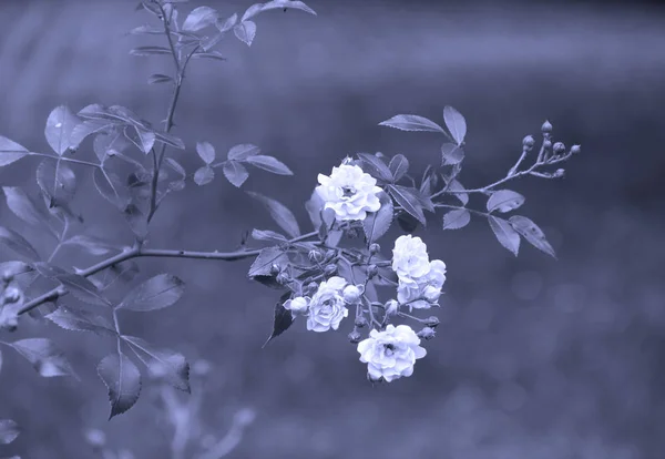 Ramita Rosal Con Flores Tonos Azules — Foto de Stock