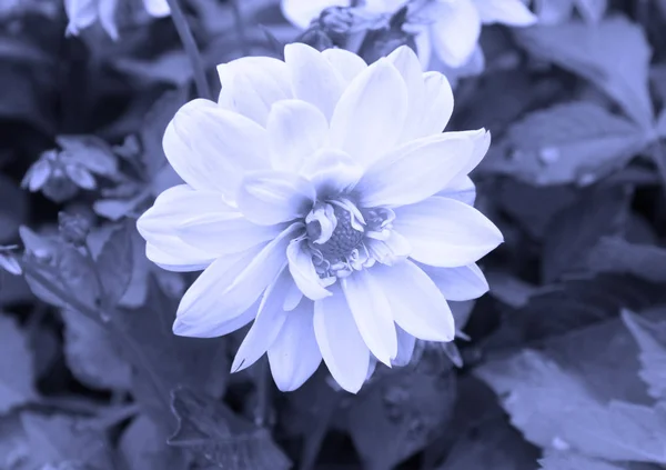 Cerrar Foto Hermosa Floración Crisantemo Tonos Azules — Foto de Stock