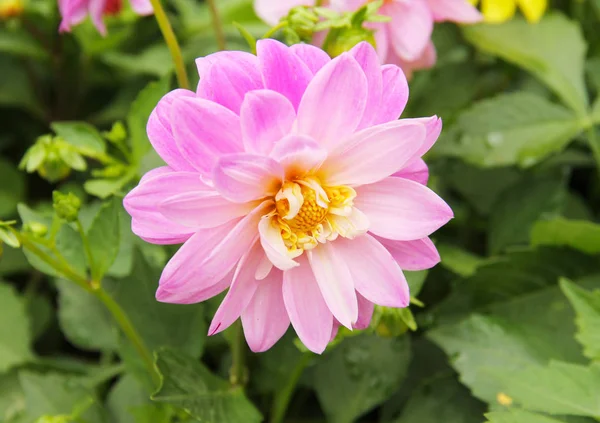 菊の美しいピンクの花の写真を閉じる — ストック写真