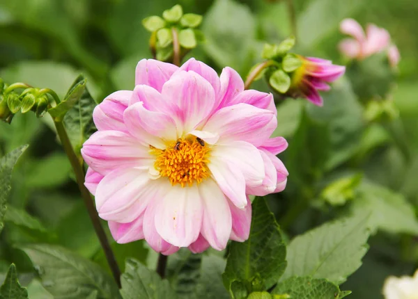 菊の美しいピンクの花の写真を閉じる — ストック写真