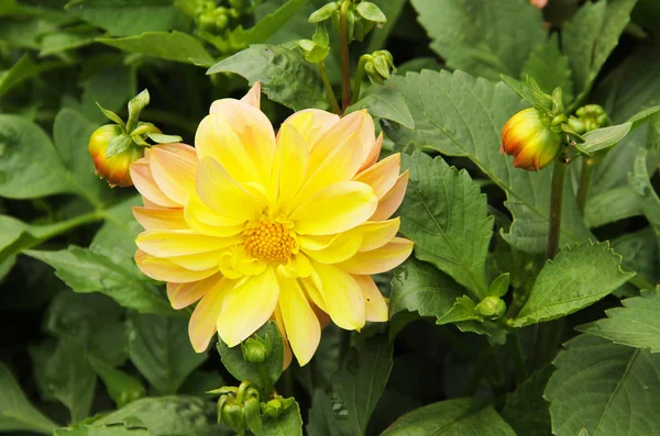 Foto Perto Bela Flor Amarela Crisântemo — Fotografia de Stock