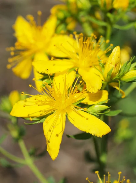 Близкие Фото Жёлтого Цветка Обыкновенного Сусла Сент Джонс — стоковое фото