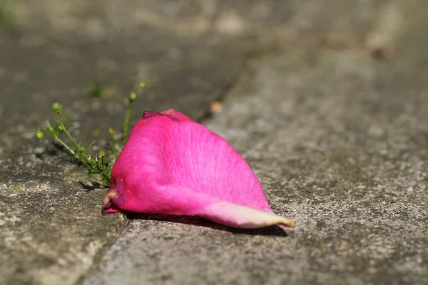 Foto Ravvicinata Petalo Rosa Una Rosa Caduta Terra — Foto Stock