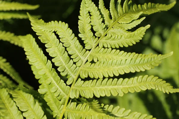 Close Photo Green Leaf Fern — Stock Photo, Image