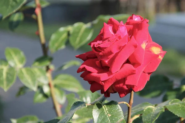Close Photo Bloom Bright Red Rose — Stock Photo, Image