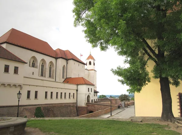 Špilberk Slott Brno Tjeckien Och Ett Grönt Träd Framför Den — Stockfoto