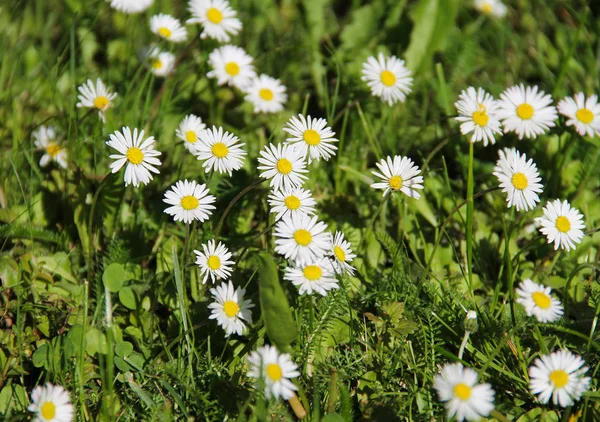 Sok Tavasszal Virágzó Daisies — Stock Fotó