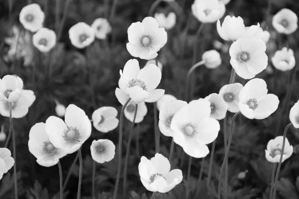 Fehér Virágok Fekete Fehér Hangszín Fotó — Stock Fotó