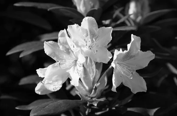 Fekete Fehér Vértes Szép Virágzik Rhododendron — Stock Fotó