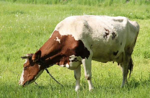 Vaca Marrón Blanca Encadenada Pastando Prado Verde Primavera — Foto de Stock