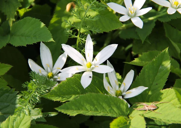 Szép Nagy Fehér Virágzik Többek Között Zöld Levelek Tavasszal — Stock Fotó