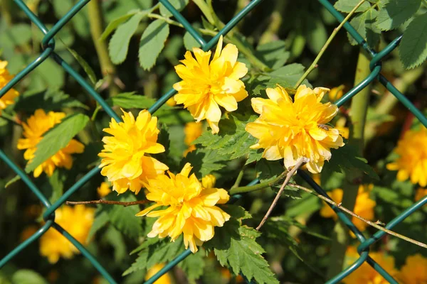 Nära Foto Ljusgula Blommar Kerria Japonica Växande Rakt Igenom Staketet — Stockfoto