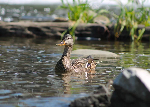 Pato Hembra Nadando Entre Las Piedras Del Río —  Fotos de Stock