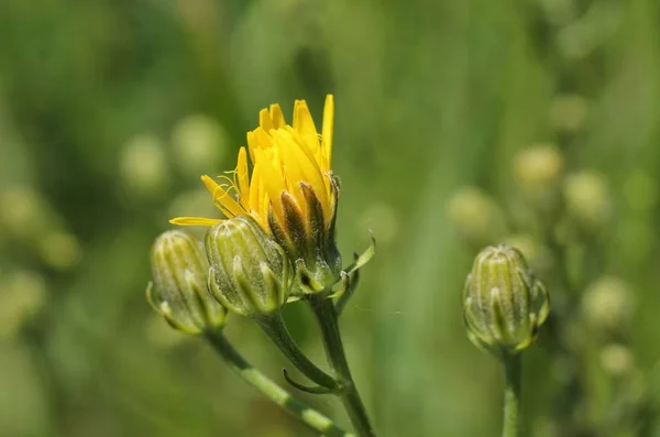 Cerrar Foto Hawkweed Con Flor Color Amarillo Brillante Algunos Brotes — Foto de Stock