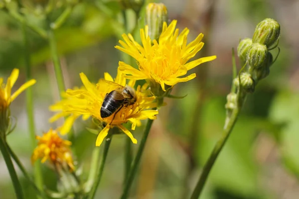 Close Photo Bee Hawkweed Bright Yellow Blooms — Stock Photo, Image