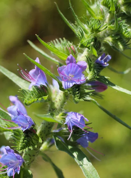 Close Photo Blue Blooms Vipers Bugloss — Stock Photo, Image