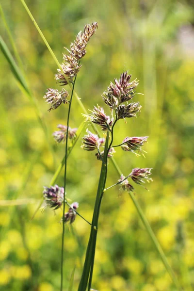 Fechar Foto Grama Gato Dactylis Glomerata — Fotografia de Stock