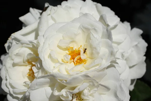 Close Photo White Blooms Peony Small Ant — Stock Photo, Image
