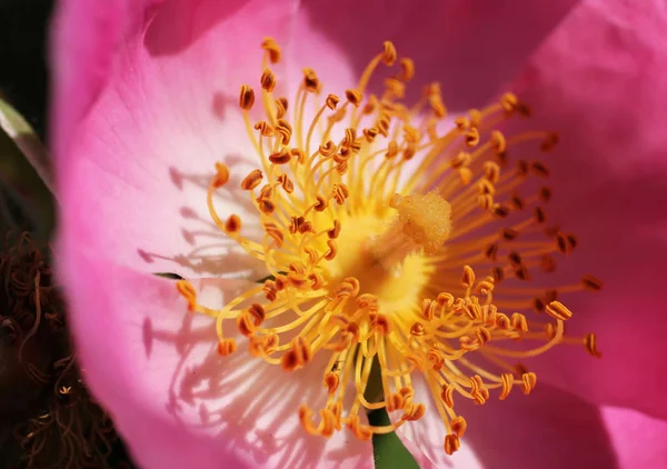 Very Close Photo Pink Bloom Eglantine — Stock Photo, Image