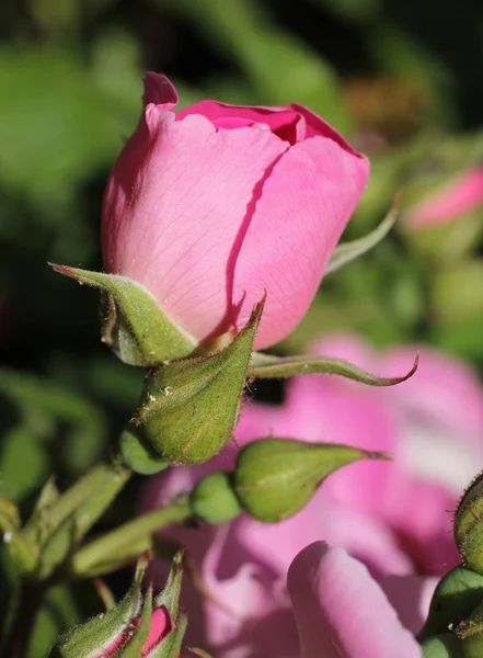 Close Photo Pink Bloom Rose — Stock Photo, Image