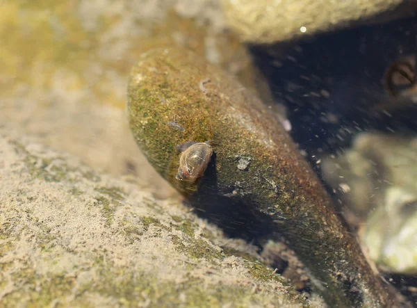 Small water snail on the stone in river