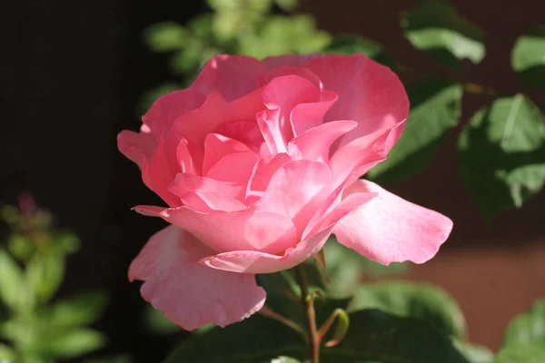 Close Photo Pink Bloom Rose — Stock Photo, Image