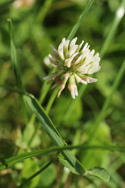 Zárja Fehér Virágos Trifolium Fotó — Stock Fotó