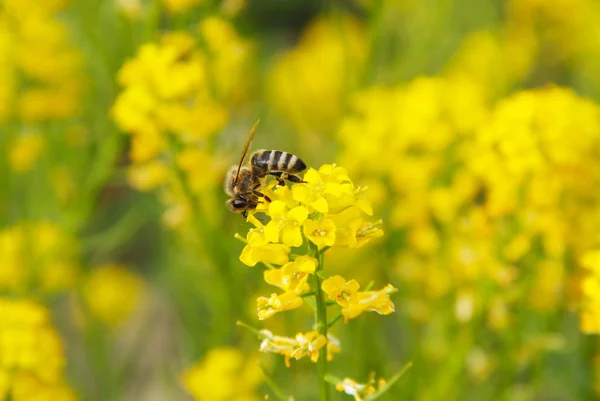 Bee Feeding Yellow Blooms Rapeseed — Stock Photo, Image