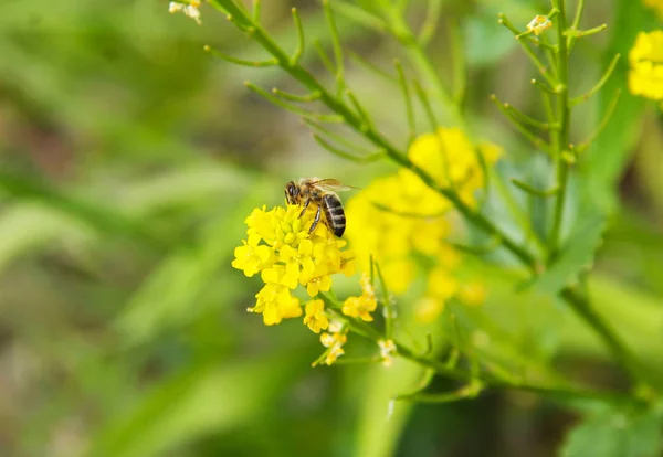 Bee Feeding Yellow Blooms Rapeseed — Stock Photo, Image