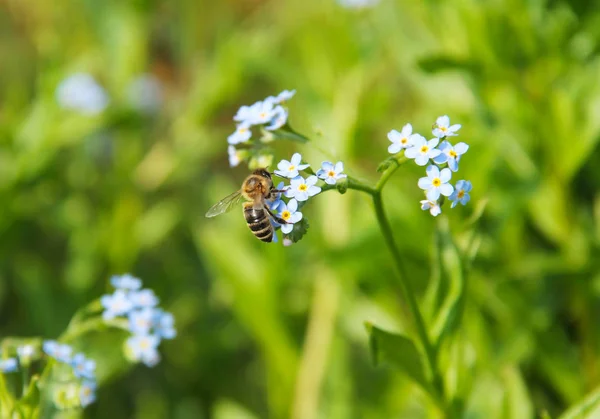 Bee Feeding Blue Blossoms Forget Flower — Stock Photo, Image