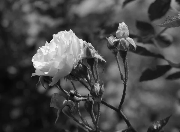 Foto Próxima Flor Branca Uma Rosa Preto Branco — Fotografia de Stock