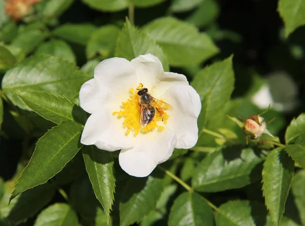 Close Photo Bee Feeding White Bloom Eglantine — Stock Photo, Image