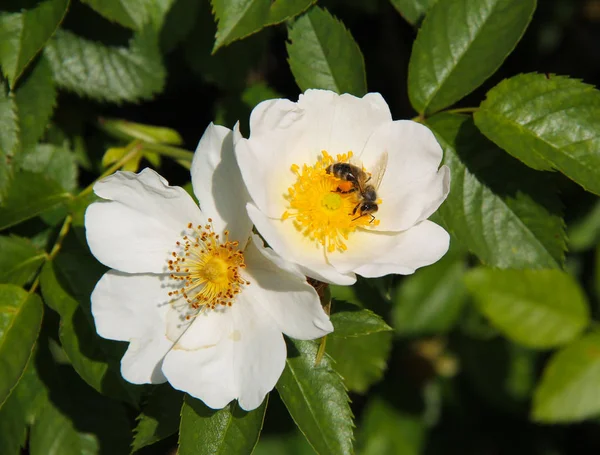 Close Photo Bee Feeding White Blooms Eglantine — Stock Photo, Image
