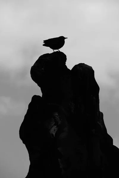 Чорно Біла Фотографія Чорного Птаха Сидить Старій Розбитій Статуї Похмурий — стокове фото